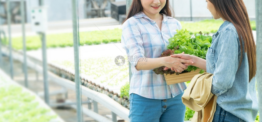 采摘新鲜蔬菜的年轻女孩图片