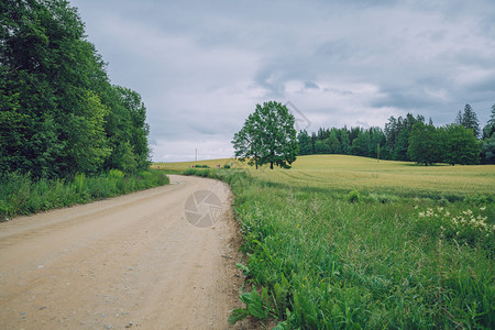 季节劳斯莱2019年7月日拉脱维亚Cesis市谷物田路边有树天空图片
