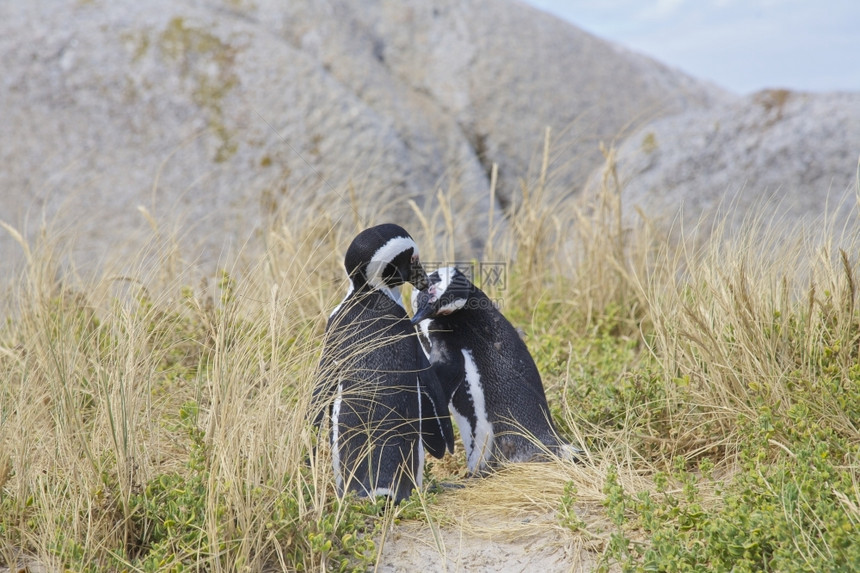 多岩石的相爱企鹅假湾博尔德斯西蒙克镇开普南非敦可爱的错误图片