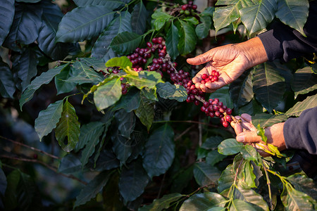 经过铁皮卡通种植混合物质与森林和有机咖啡来源泰国北部的工业农将各种物质与森林和有机咖啡来源工业农混种在一起具有农业手的树枝上种着背景图片