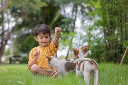 小男孩和狗可爱小男孩和小狗玩耍背景