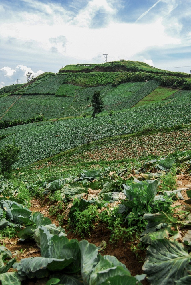 生产长PHUTHAPBOEKPHETCHABUN山上和天空的大白菜农场PhuThapBoekTubBerk泰国碧差汶休息图片