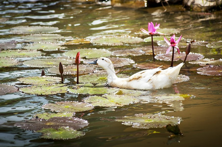百合花园鸭子在利池塘吃花朵水平的图片
