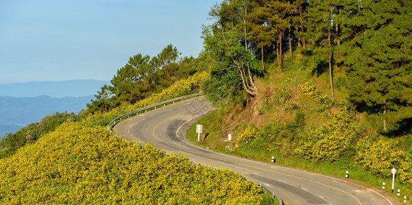盛开通绿色在泰国梅洪森省与野生墨西哥向日葵谷的山尖弯曲道路美丽景色背景图片