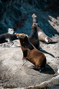 荒野海湾动物群加利福尼亚湾下州科罗纳多岛岩石上的Zalophouscalifornianus背景
