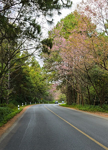 景观泰国樱花在路上开白色的图片