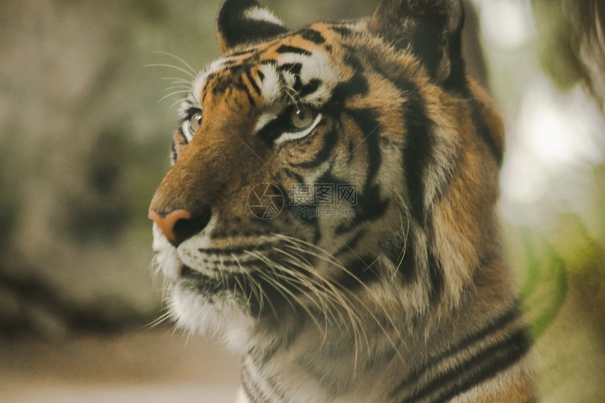 濒危绿色分支老虎的眼神令人惊恐虎眼的睛虎的神是所有野兽中最明亮的图片