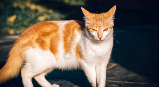 橘色流浪猫愤怒的面部表情和猫眼看镜头凶恶睛白和橘色长毛宠物在四条腿上清晨亮光照到脸前明的夏天意思是背景