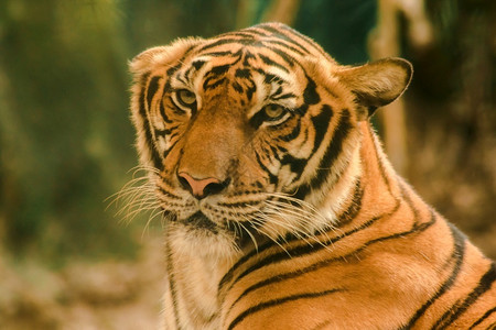 它的动物野西伯利亚虎东北目光肃然西伯利亚虎体黄或橙色有黑线横纹图片