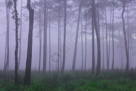 森林中的晨雾叶子摄影可选择的图片