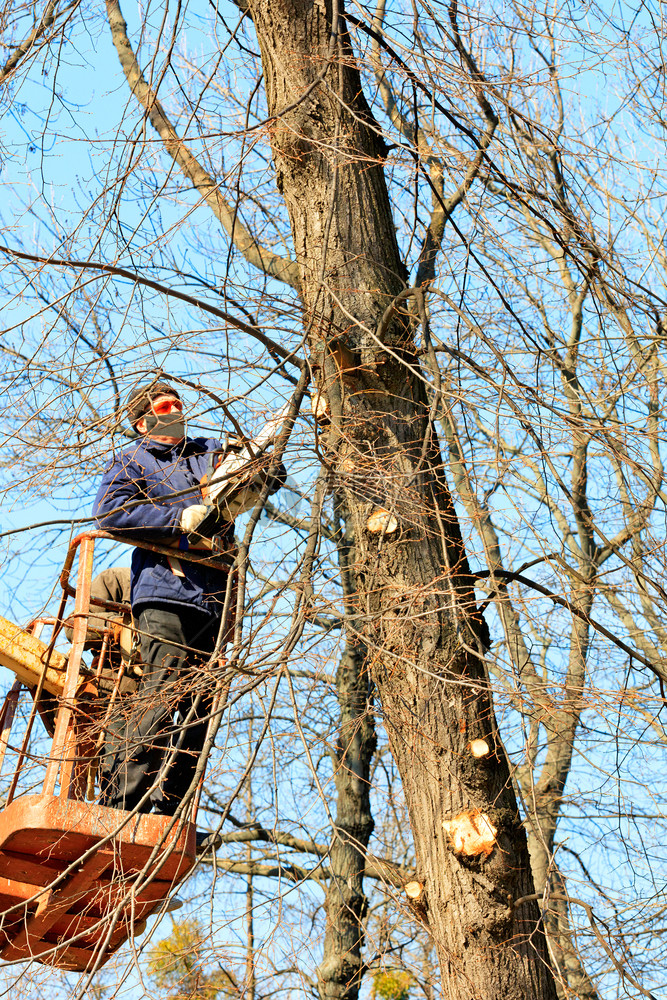 护目镜面罩和西装的林业工人在起重绞盘和电锯的帮助下对城市公园的树木进行卫生修剪垂直图像一组林业工人在城市公园对树木进行卫生修剪垂图片