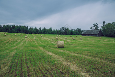 2019年7月日左右的草地干卷和树木旅行照片金子七月拉脱维亚图片