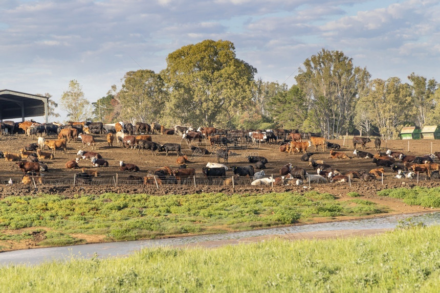 吃一群奶牛躺在山上小溪前面的挤奶棚附近棕土上埋在一头奶牛身上动物群爬坡道图片