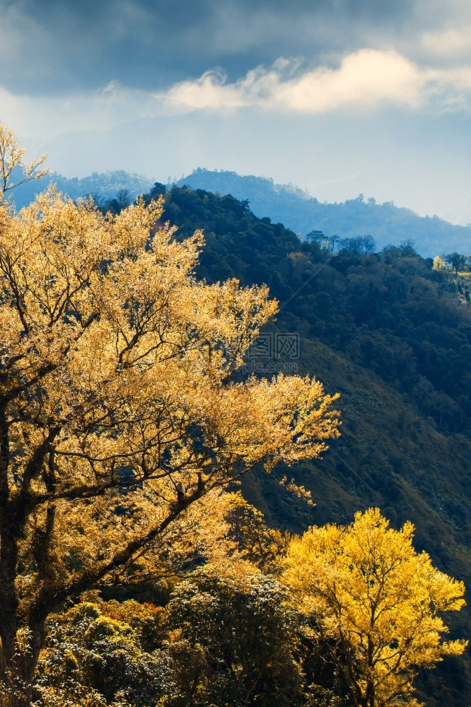 天范围秋末或春初黄叶和橘子的神奇年轻青山和背景中的黑云关注浅地树木季节图片
