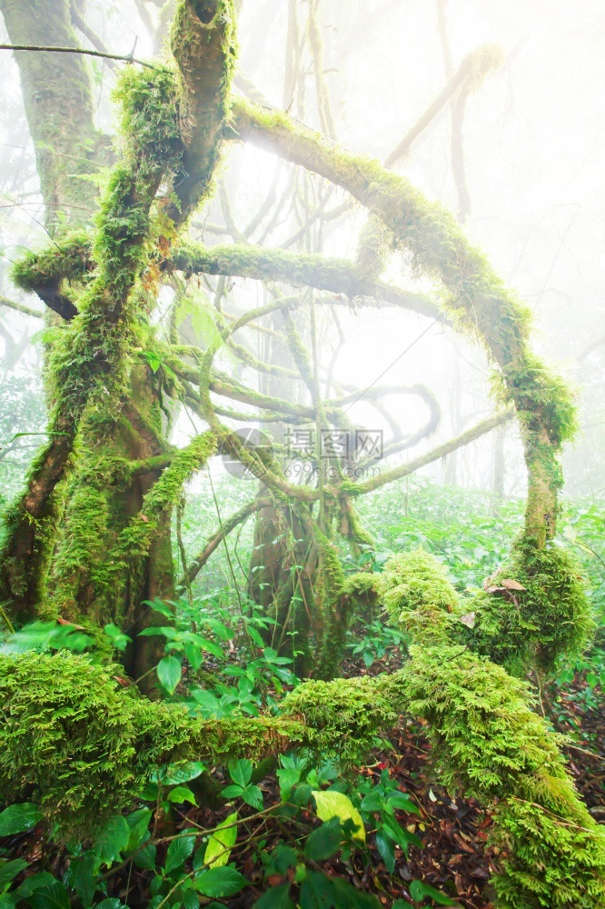 古老热带雨林在大树根枝和干生长的薄雾红苔草和热带植物中生长泰国和缅甸边境DoiPhaHomPok重点抽象的边界图片