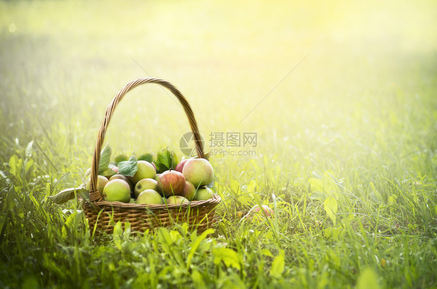 天花园新鲜的绿草和太阳背景上的篮子中苹果图片