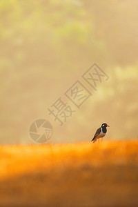 红荆棘森林一只色的被打响长腿小鸟在夏季清晨草原上放松轻在泰国软点高亚伊家公园背景下季节背景