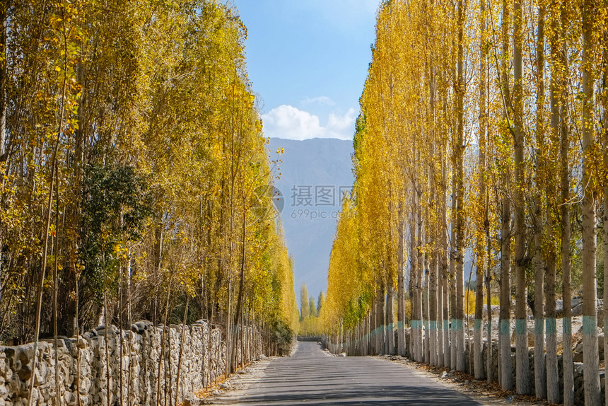 巴基斯坦SkarduGilgitBaltistan的秋天Ghowari村黄色叶木丛中通往Khaplu的道路橙新鲜树叶图片