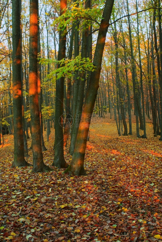 风景环境秋叶下落的森林路径天空图片