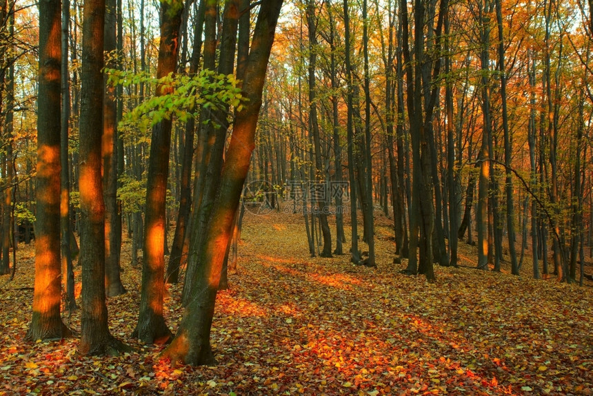 季节场景描述秋叶下落森林路径图片