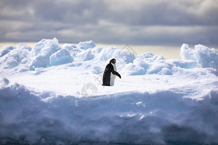 大约孤单企鹅坐在冰河上看他的肩膀有奇怪的外表凉爽南极洲图片