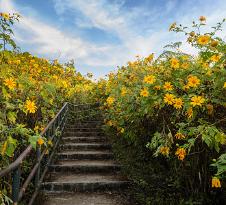 荒野提通尼亚户外往美丽的墨西哥向日葵开花谷的通道在泰国麦洪森背景