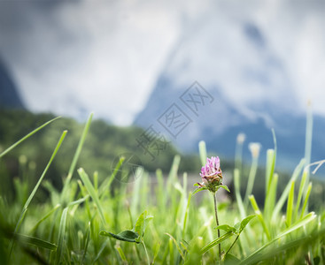 山上草地的花朵美丽户外乡村的图片