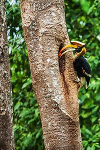 生态系统稀有的在教科文组织泰国世界遗产地KhaoYai公园大树干科亚伊公园空洞的巢穴中喂养女大雄非洲之角比尔伟大的背景图片