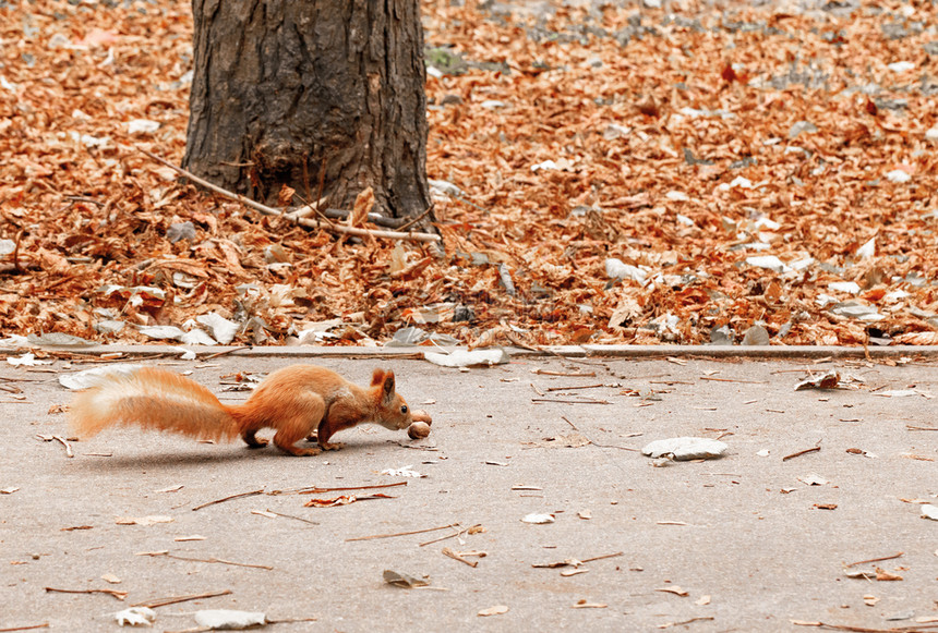 灰色的一只毛松鼠小心翼地偷溜到公园的胡桃店里秋天路上的胡桃治疗一只长尾巴壮丽的橘子松鼠小心接近了躺在胡桃的快跑图片