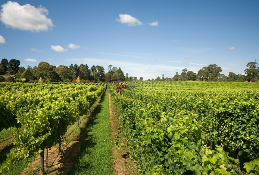 澳大利亚新南威尔士州部高地Sutton森林附近的葡萄园中收获的澳大利亚新南威尔士州部高地选择器树叶乡村的图片