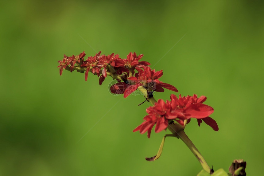 Warszewiczia是Rubiaceae家族的一个开花植物主要为中部和南美热带树木其中最著名的原生是特立尼达和多巴哥的民族花图片