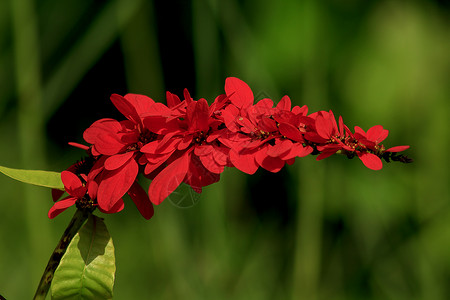 明亮的独特Warszewiczia是Rubiaceae家族的一个开花植物主要为中部和南美热带树木其中最著名的原生是特立尼达和多巴背景图片