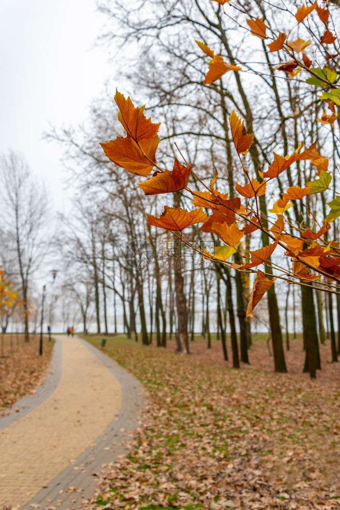 可选择的树木秋末在乌克兰基辅纳塔卡公园树枝上选择突出黄和橙色的叶子有选择地聚焦质图片