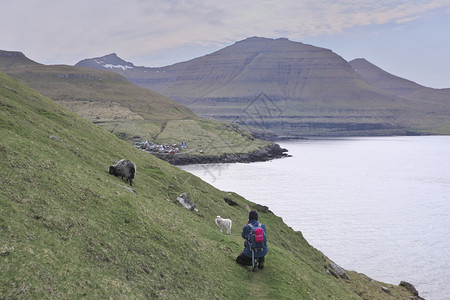 徒步旅行者法罗群岛地貌的横向景象美丽的山峰可爱小白羔羊站在草地上不可辨识的徒步女者在法罗群岛背景的光荣象中与村庄一起拍摄Post图片