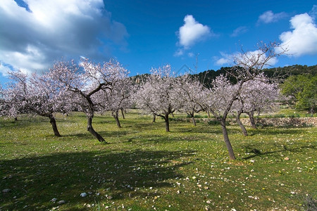 2月在西班牙巴利阿里群岛马洛卡Mallorca以蓝色天空在2月西班牙Balearic岛的农村景观中闪耀着黄杏树盛开欧洲的木背景图片