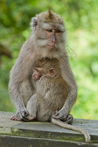 达勒姆婴儿吃猕猴桃印度尼西亚巴厘岛乌布神圣猴林DalemAgungPadangtegal寺的猴猕背景