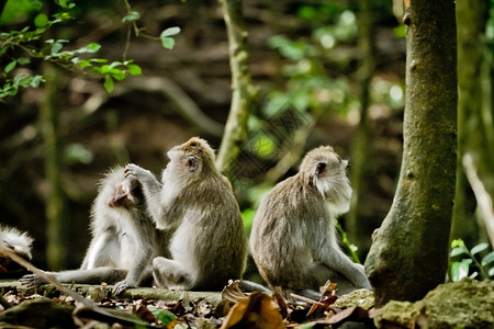 束状肌灵长类动物婴儿印度尼西亚巴厘岛乌布神圣猴林DalemAgungPadangtegal寺的猴猕互动背景
