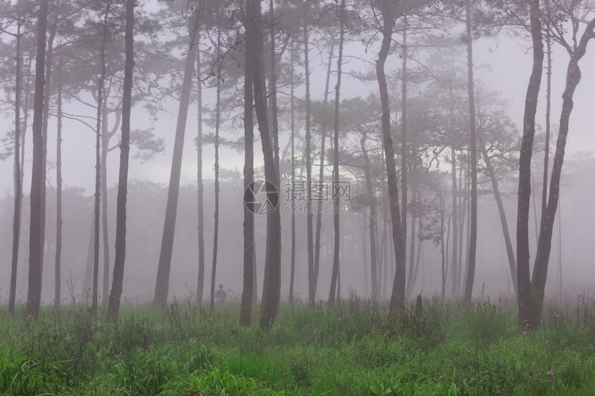 带雾和野花田的松林梦幻般生活树干图片