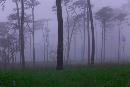 带雾和野花田的松林春天新树木图片