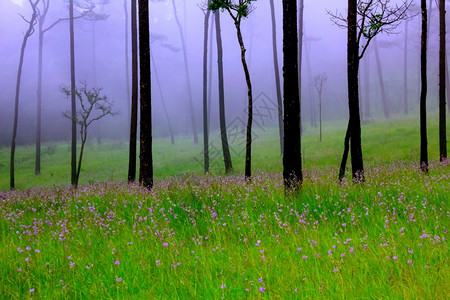 叶子带雾和野花田的松林植物常绿图片