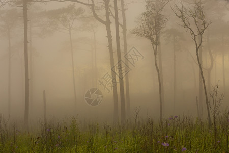 草常绿水平的森林喷雾图片