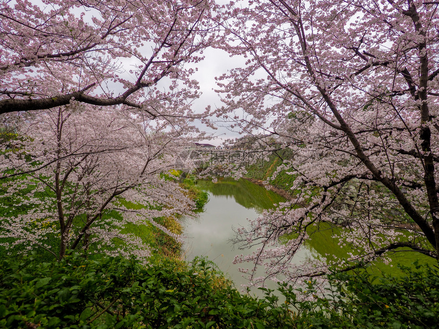 大和日本樱桃花在城堡护河前目的地树图片