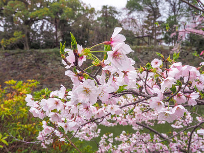 日本人城堡墙前的日本樱桃花朵郡山照明背景图片