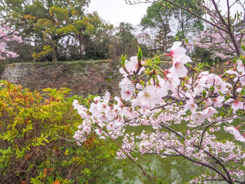 城堡墙前的日本樱桃花朵细节暮季图片