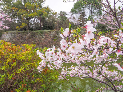 城堡墙前的日本樱桃花朵细节暮季背景图片