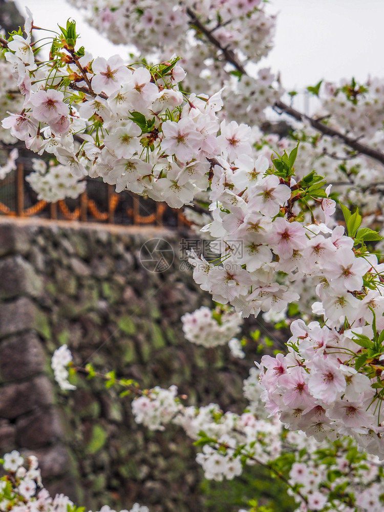 城堡墙前的日本樱桃花朵公园绽放夜晚图片