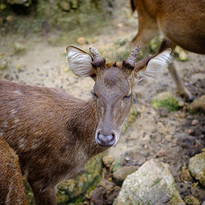 哺乳动物尾巴泊泰国露天动物园的鹿头近距离接鹿头图片