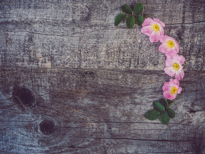乡村玫瑰花的美丽枝子朵开躺在未涂漆磨碎的花板上为您作刻字用的广场顶端风景向爱人亲戚朋友和同事致近身祝贺美丽的春花在破旧板上爱过人图片
