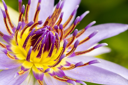 莲花花蕊图片