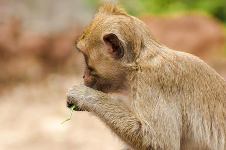 猴子头部素材一只猕猴坐着吃东西被归类为中型猴子有棕色的体毛尾巴长于身的度头部中间发向上母亲可爱的比背景